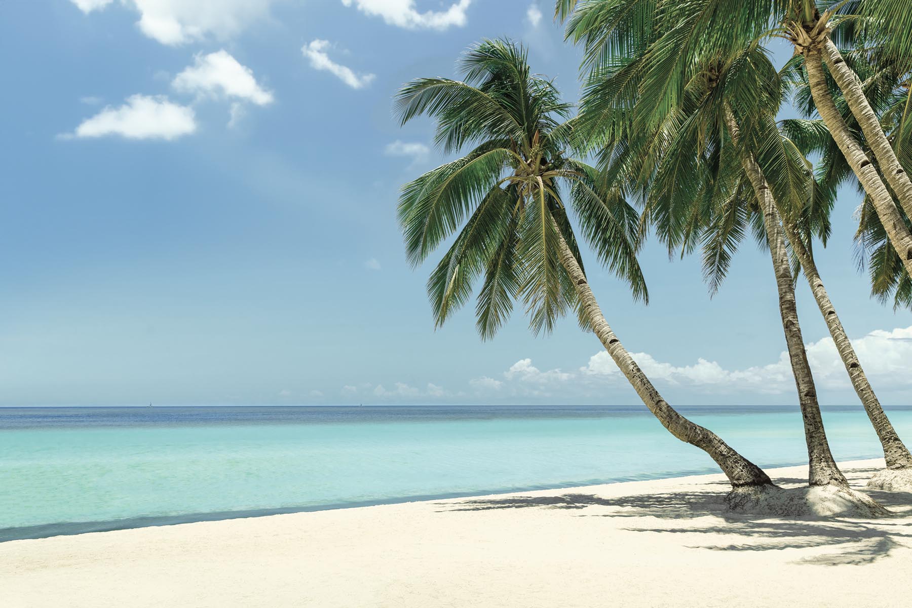 PlateART Duschrückwand Küchenrückwand Wandverkleidung Karibik Strand Meer Palmen