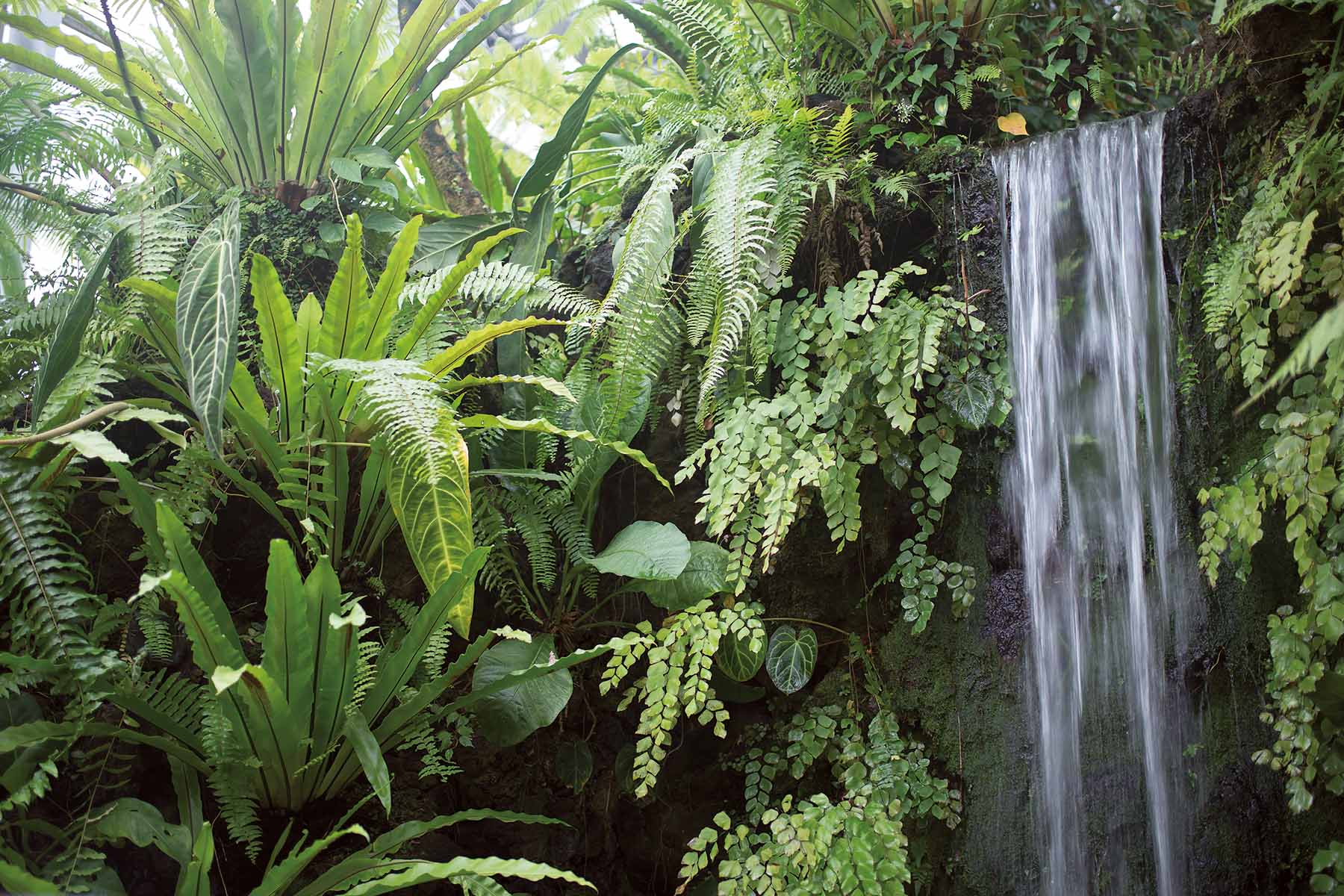 PlateART Duschrückwand Küchenrückwand Wandverkleidung Dschungel Wasserfall